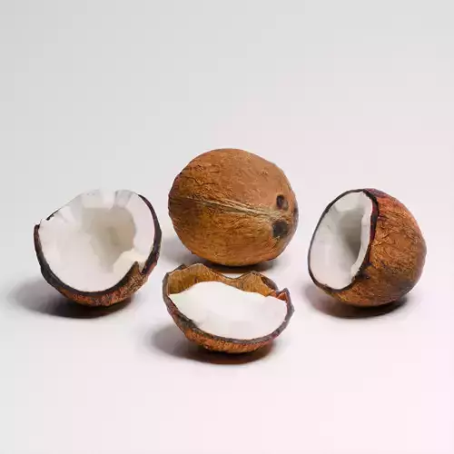 Coconut 01 3D model