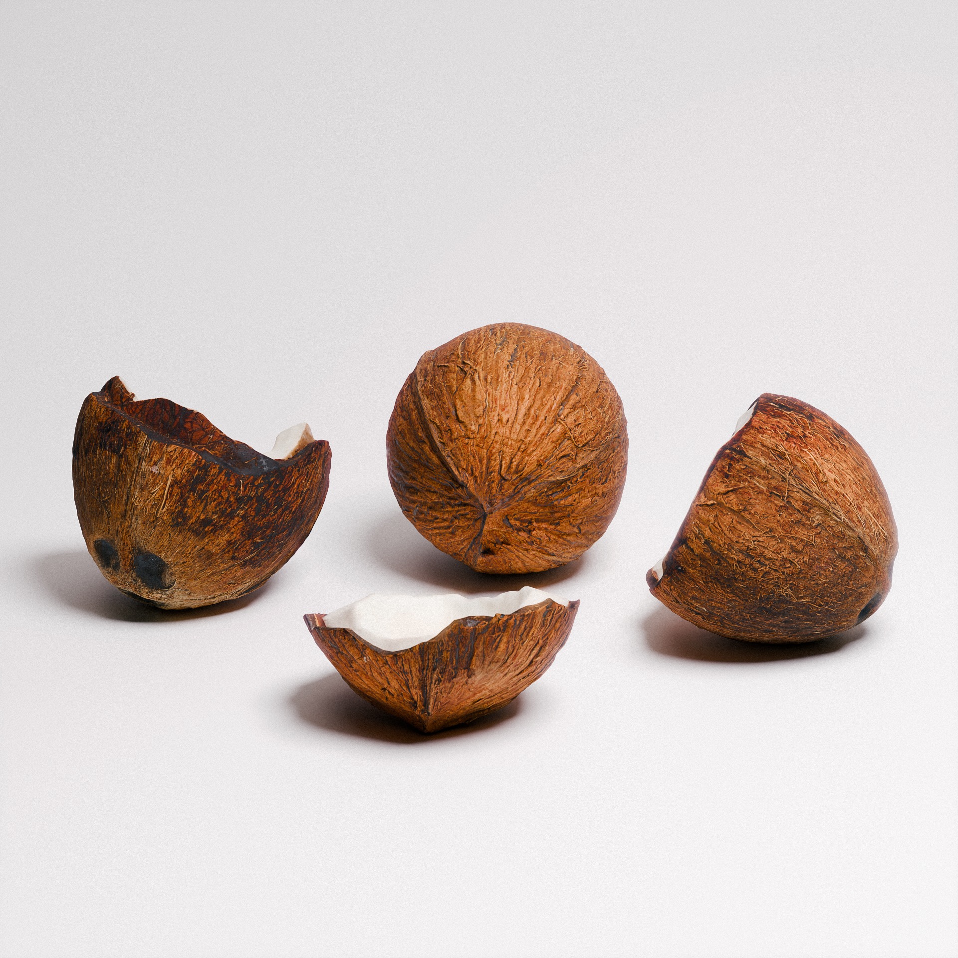 Coconut 01 3D model_5