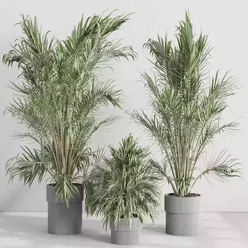 Areca palm in a concrete vase - indoor Plants 532