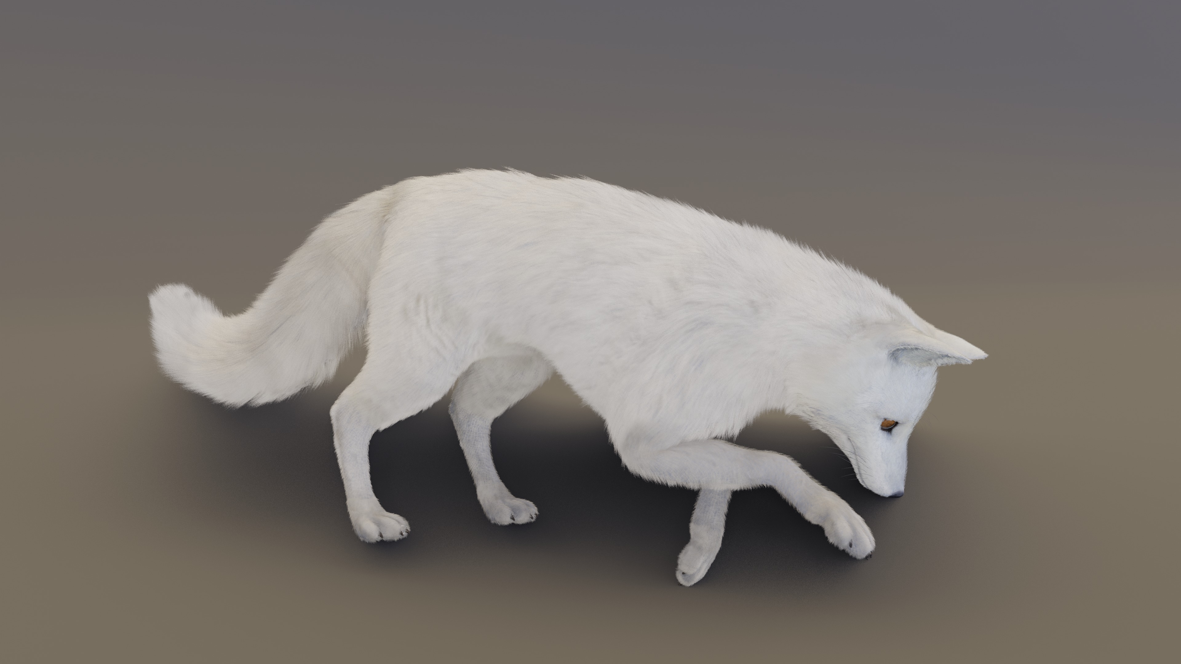 Arctic Fox  3D model_16