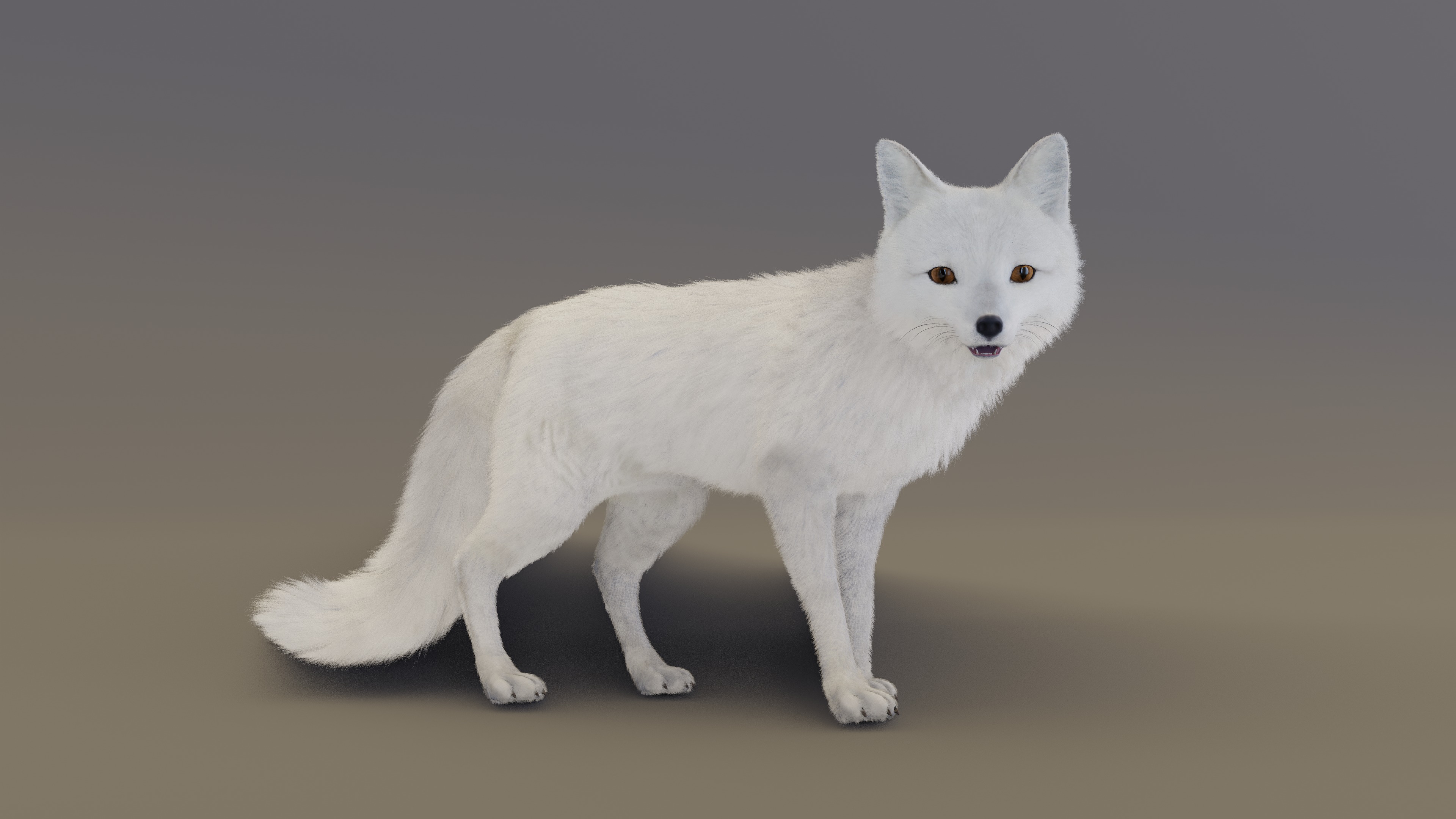 Arctic Fox  3D model_18