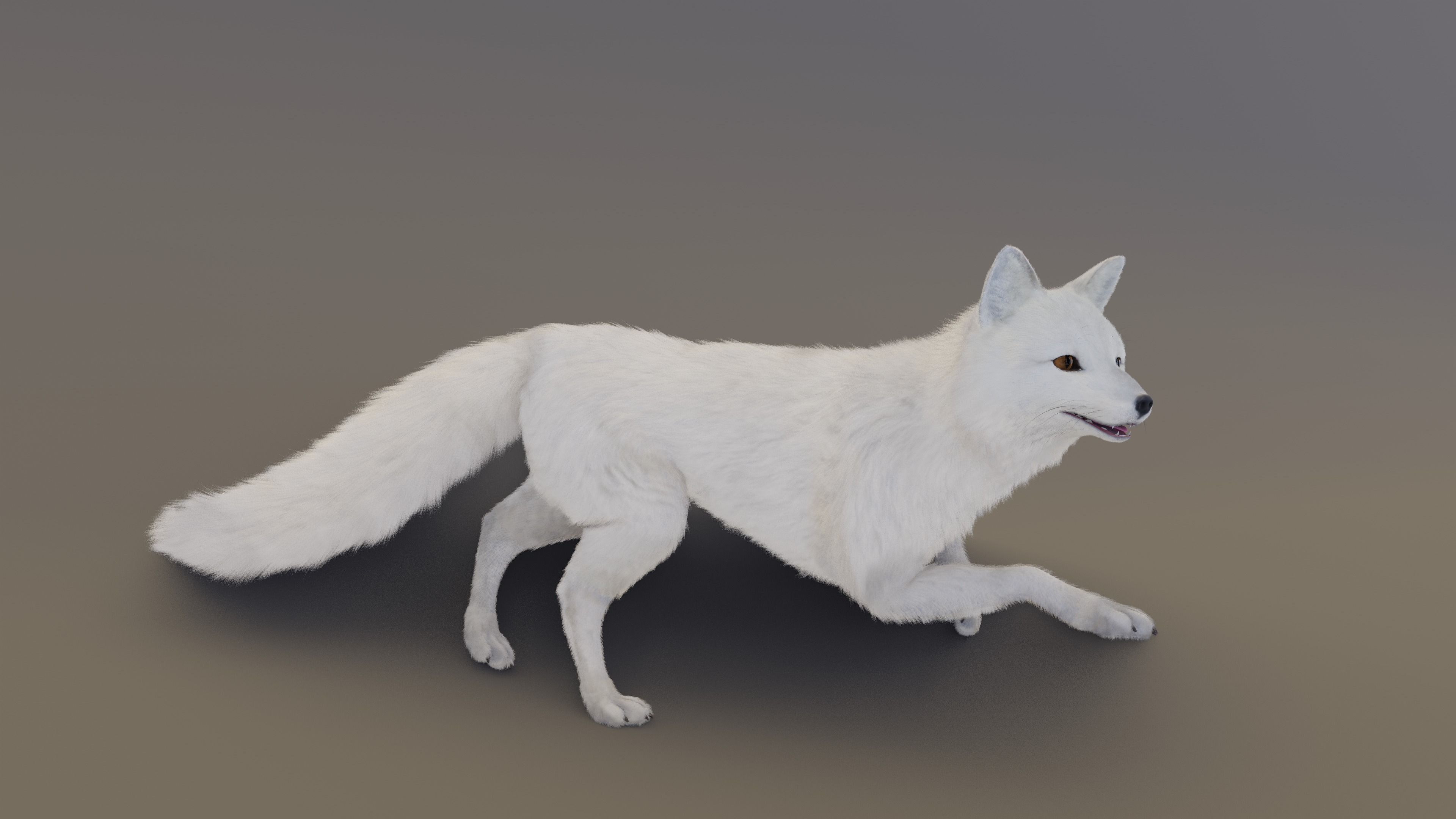 Arctic Fox  3D model_7