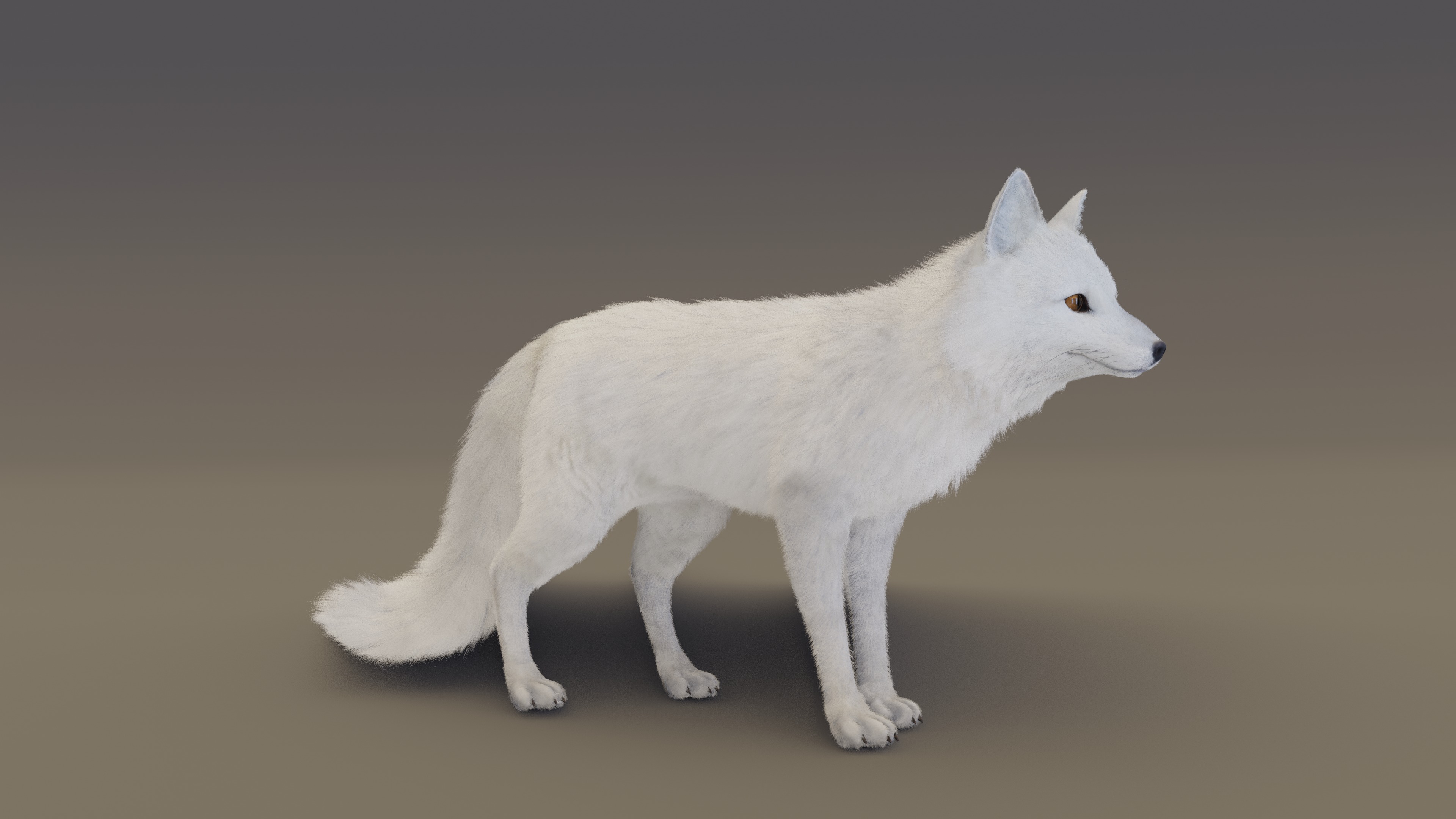 Arctic Fox  3D model_14