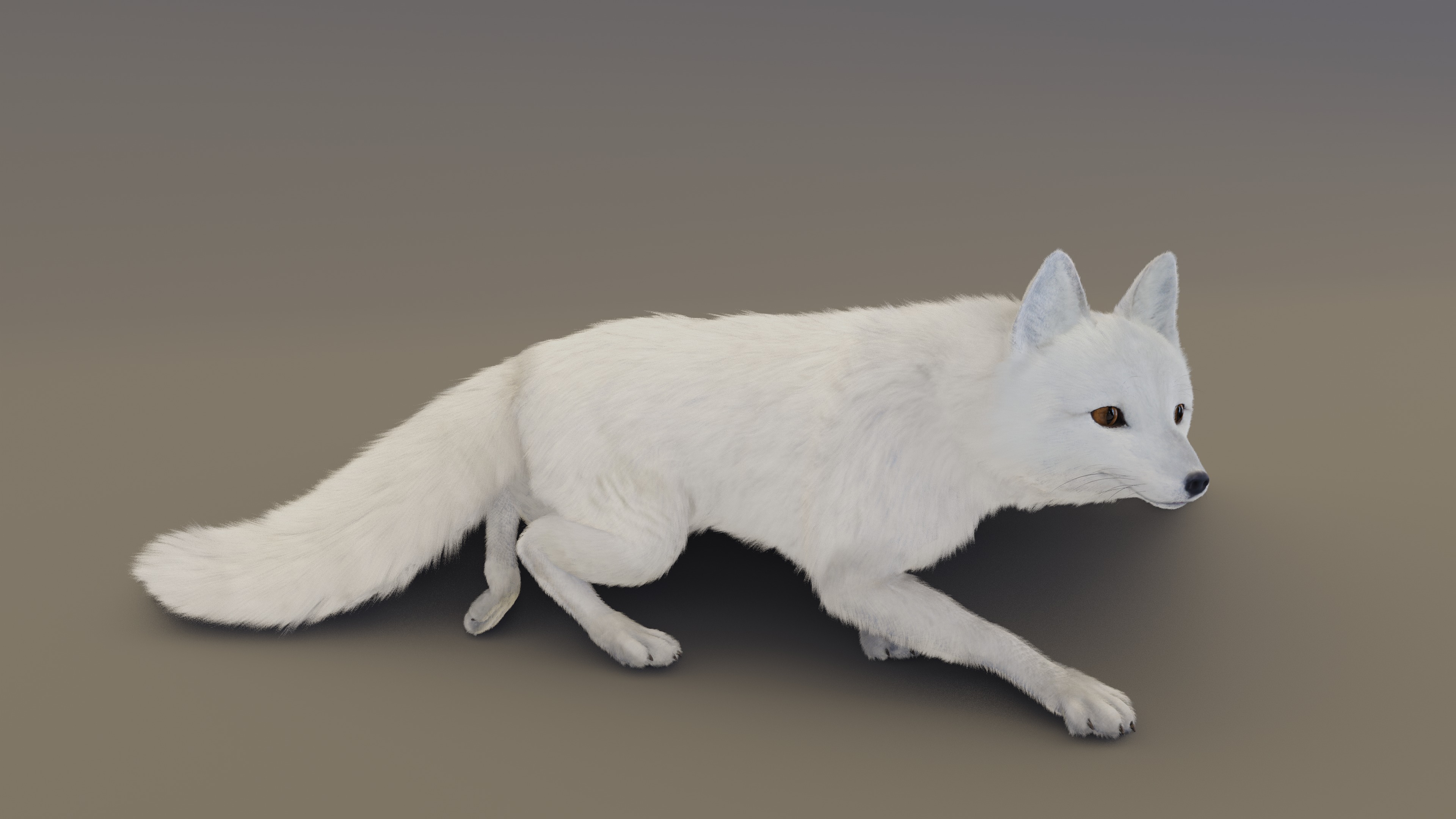 Arctic Fox  3D model_19