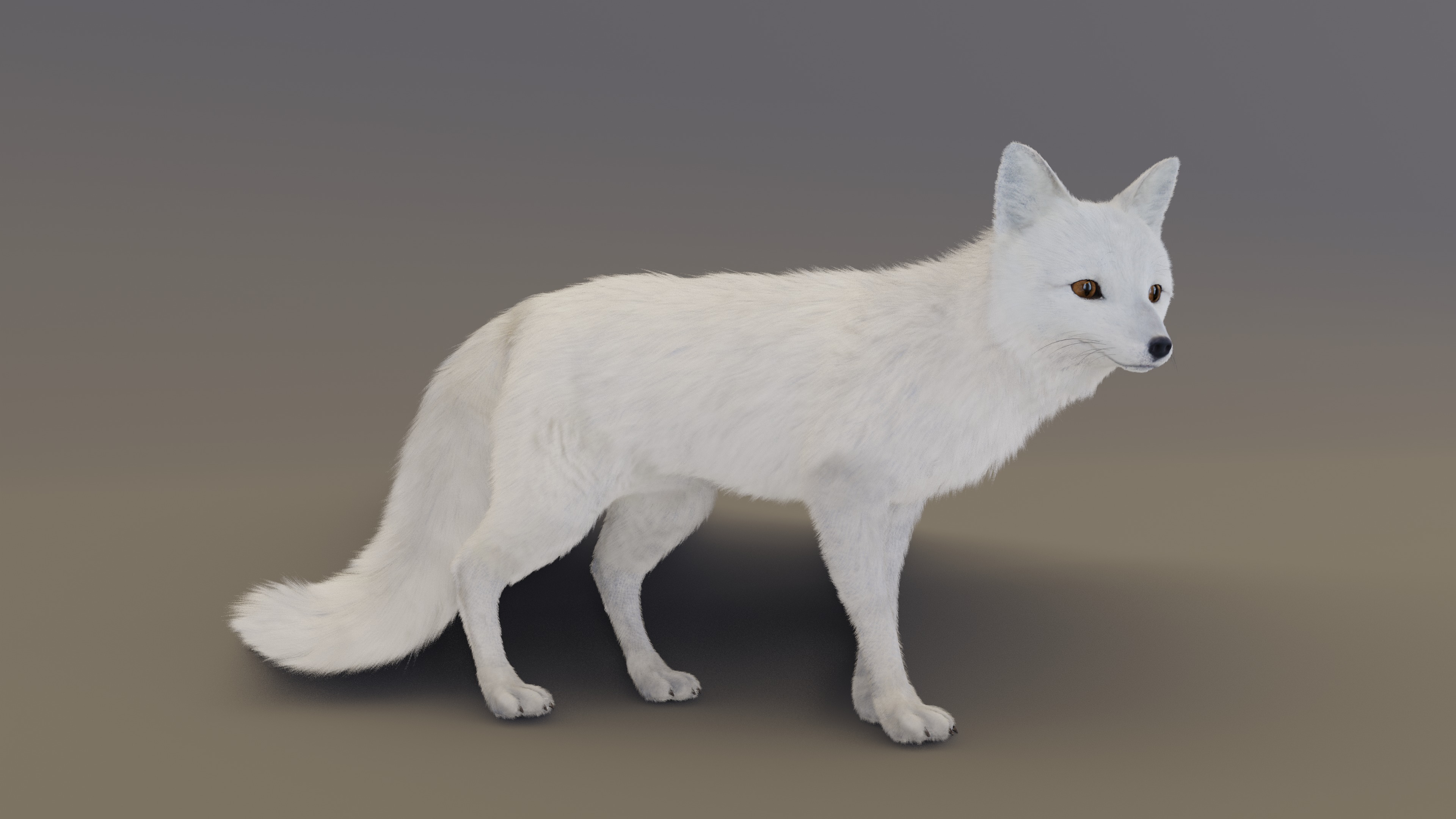 Arctic Fox  3D model_6