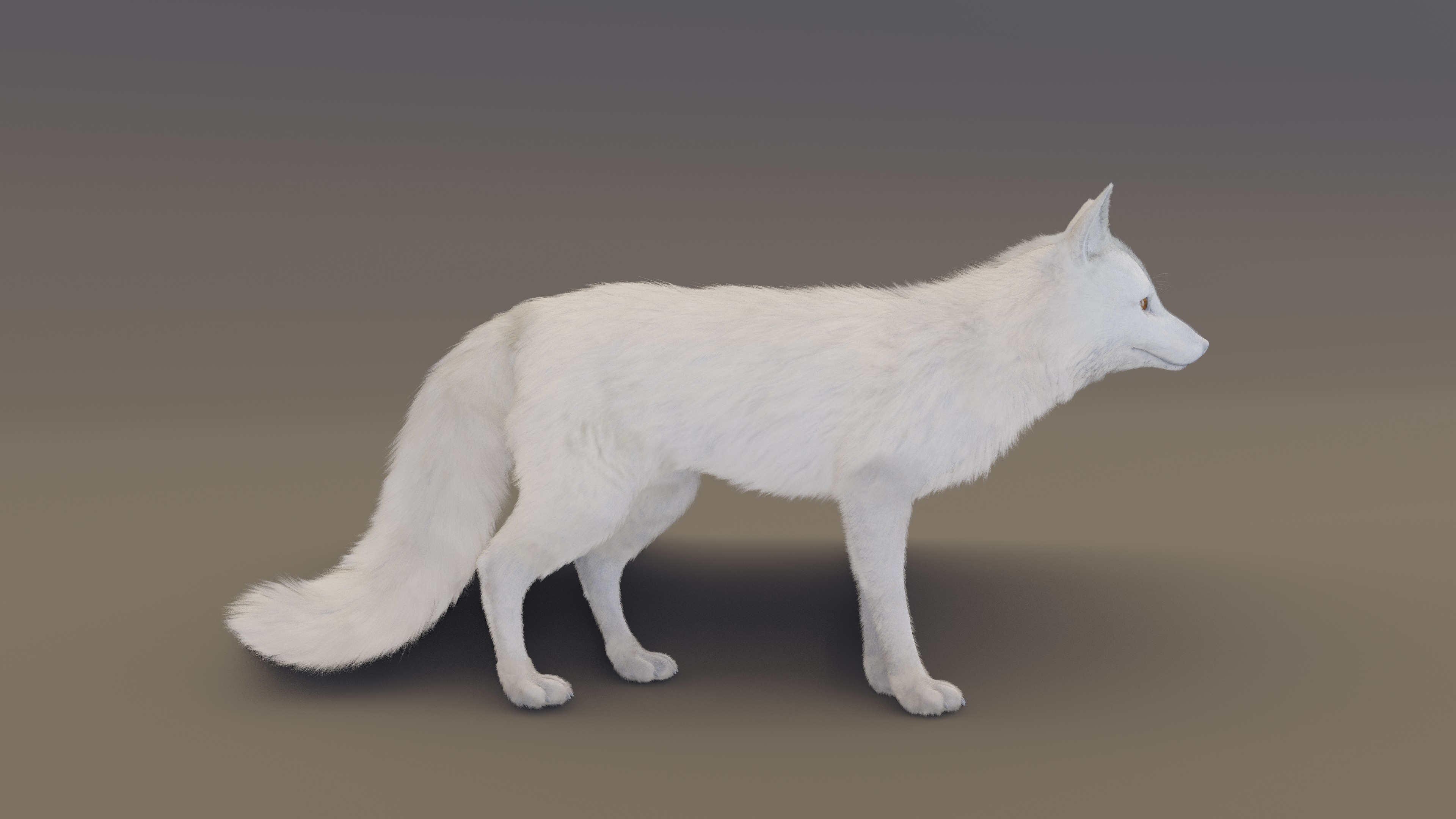 Arctic Fox  3D model_12