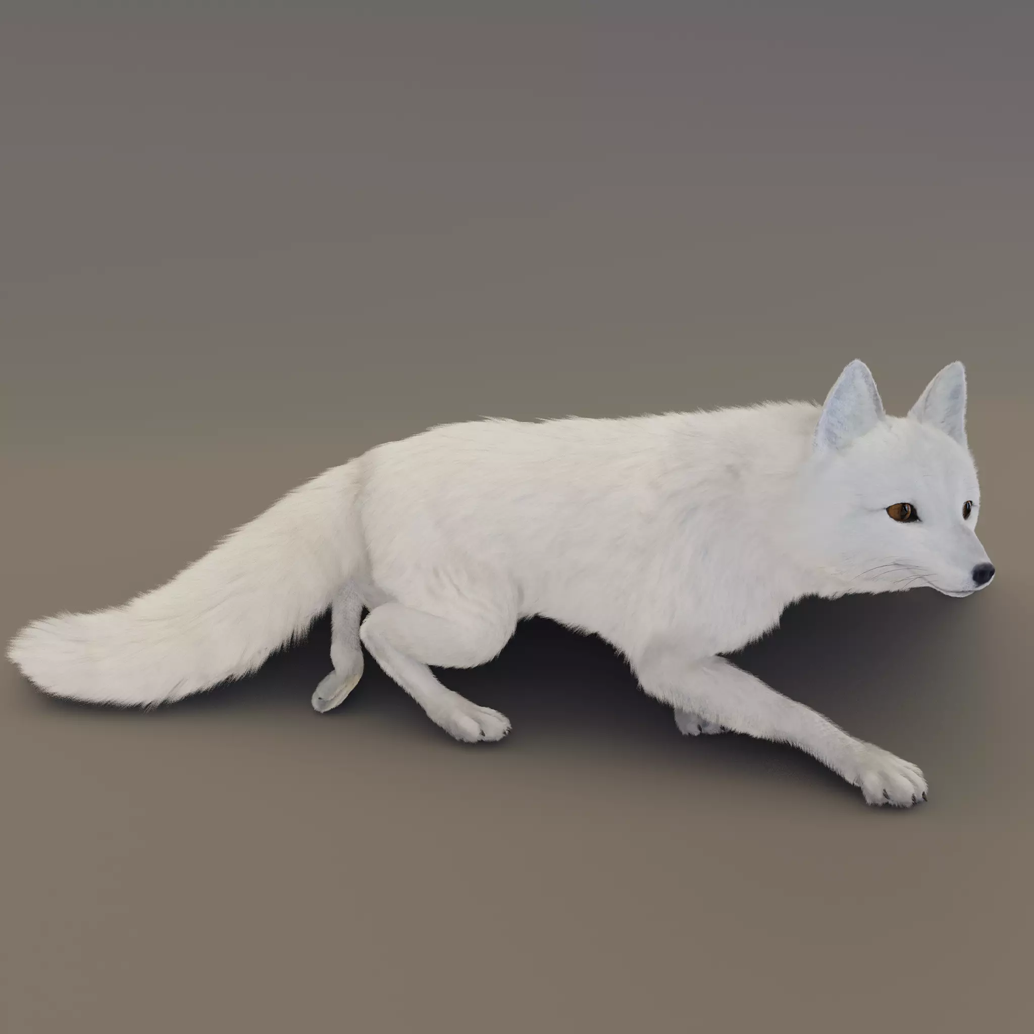 Arctic Fox  3D model_0