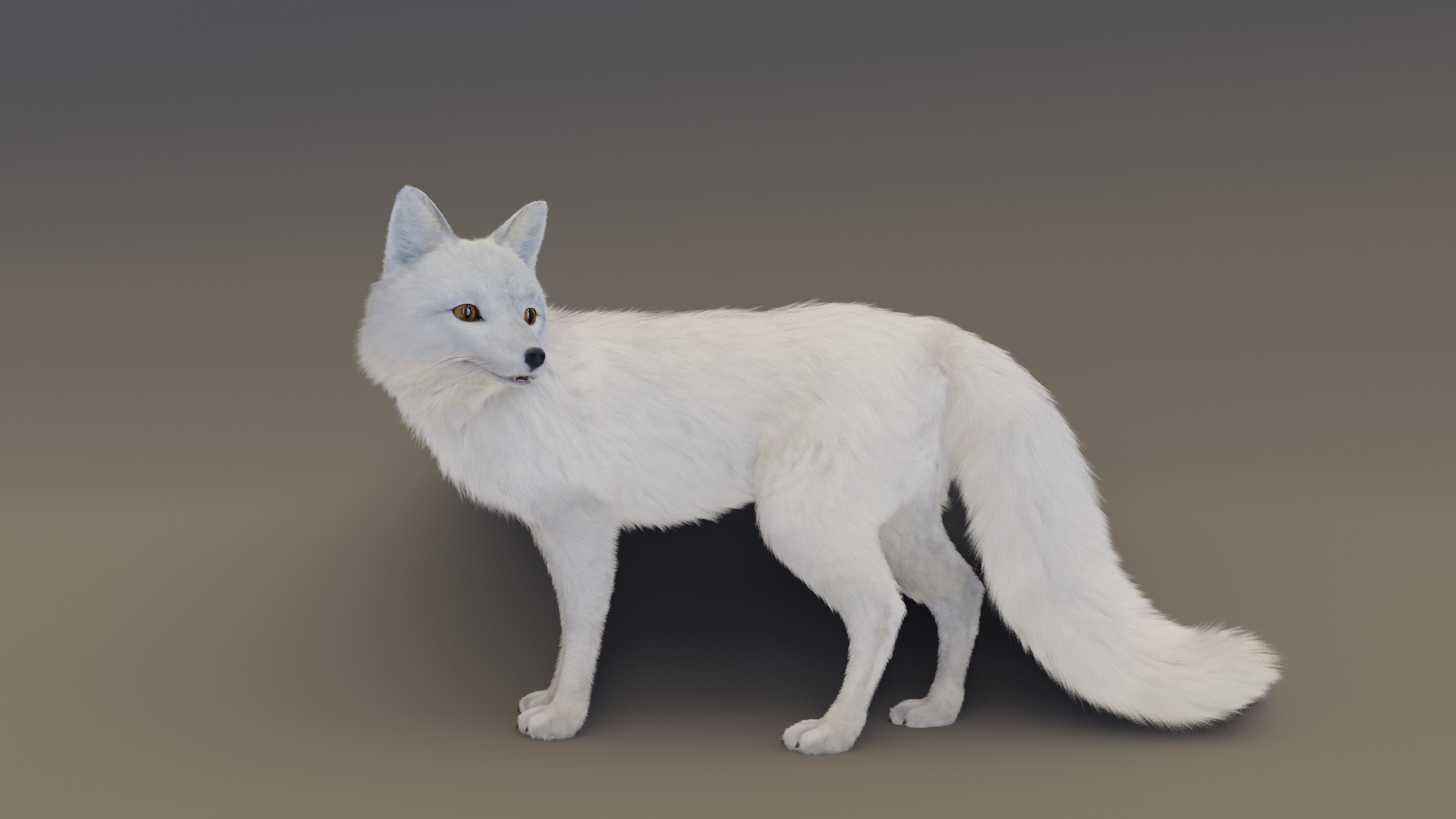 Arctic Fox  3D model_11