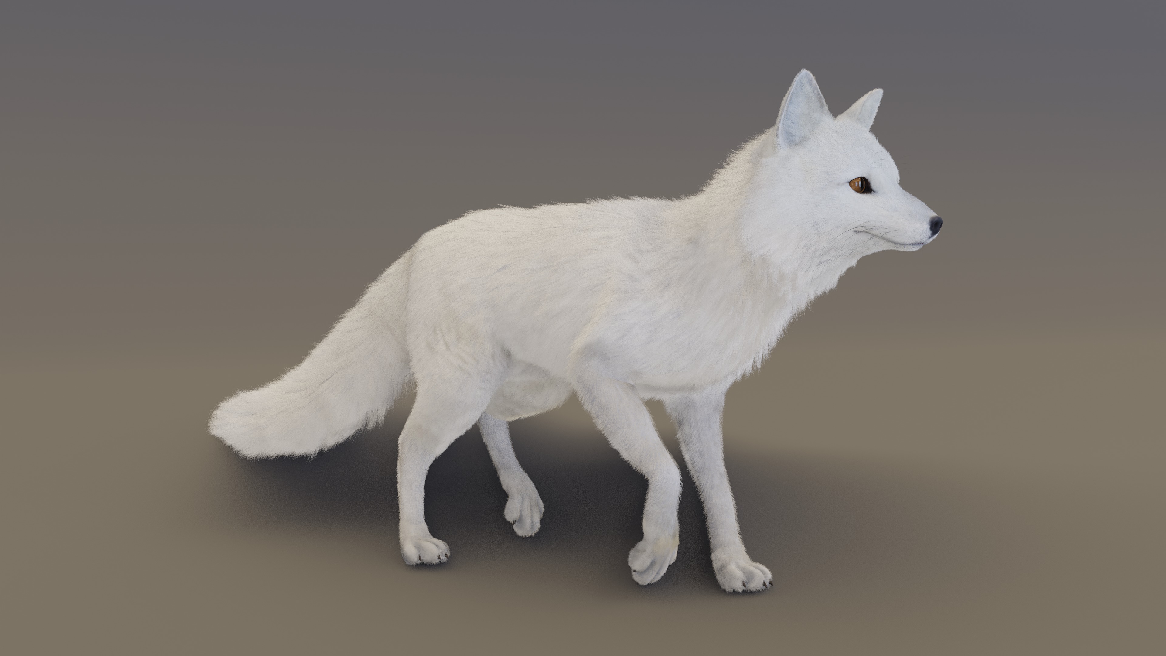 Arctic Fox  3D model_17