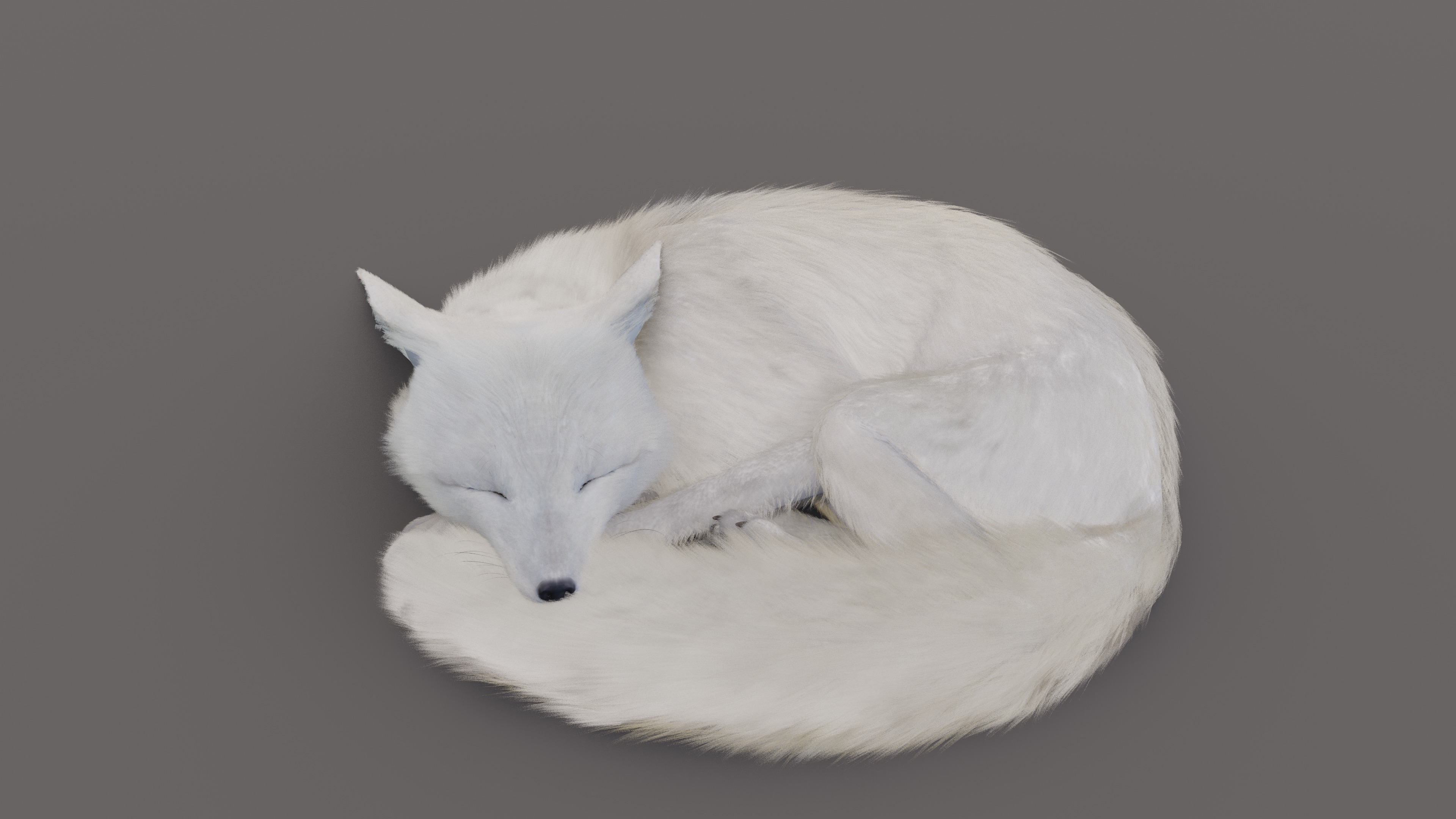 Arctic Fox  3D model_10