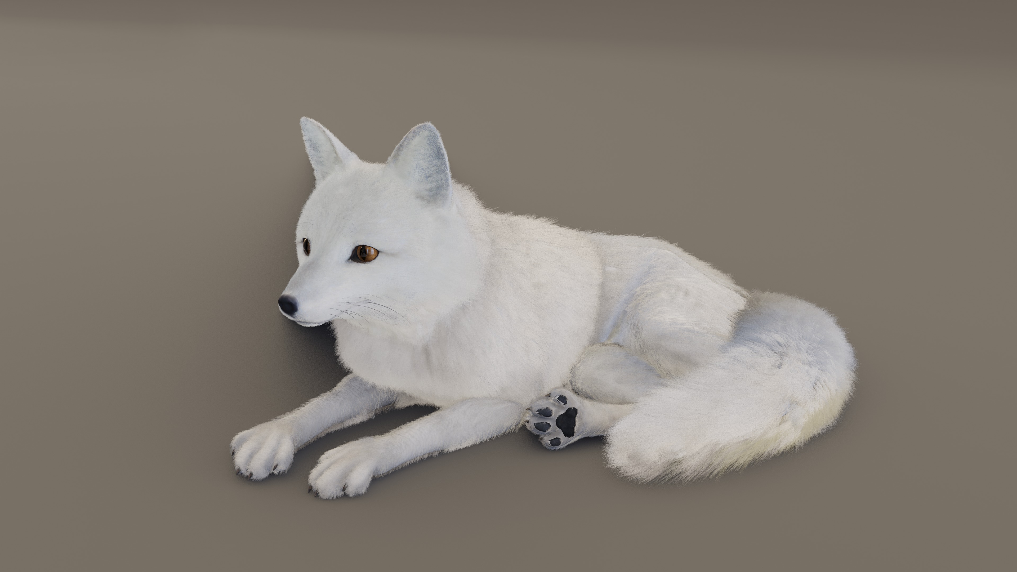 Arctic Fox  3D model_9