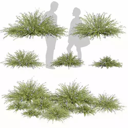 Collection plant vol 593 - Lechenaultia - Biloba - shurb 3D model