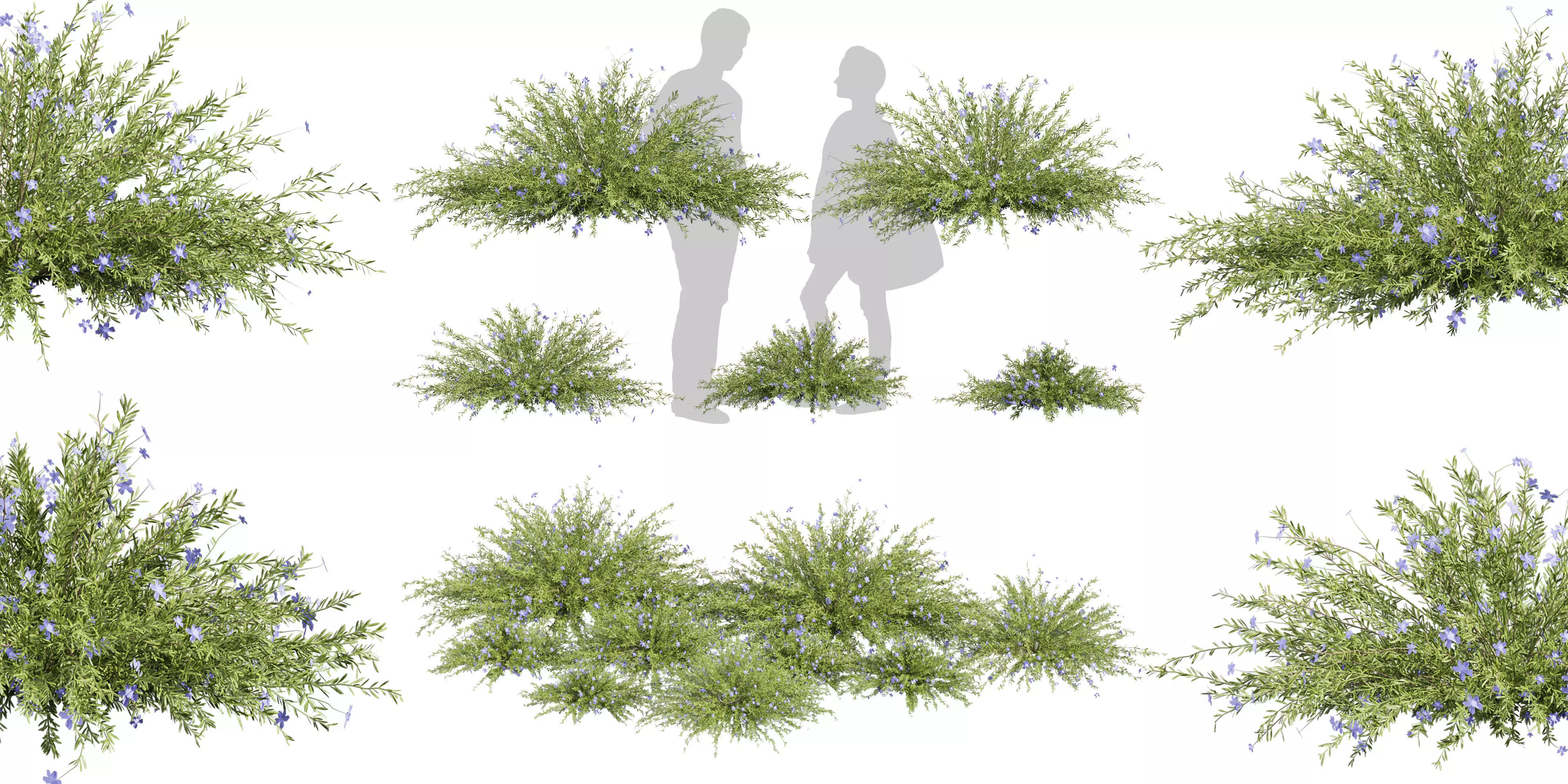 Collection plant vol 593 - Lechenaultia - Biloba - shurb 3D model