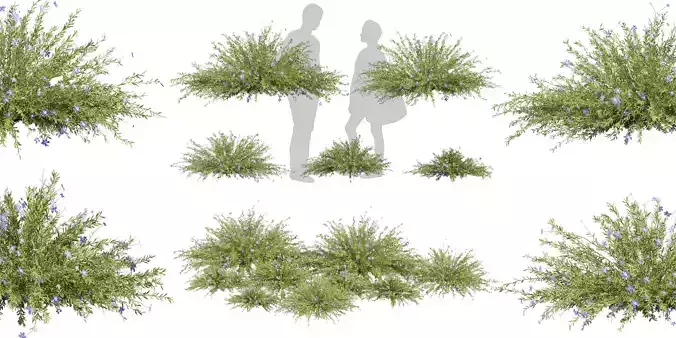Collection plant vol 593 - Lechenaultia - Biloba - shurb 3D model