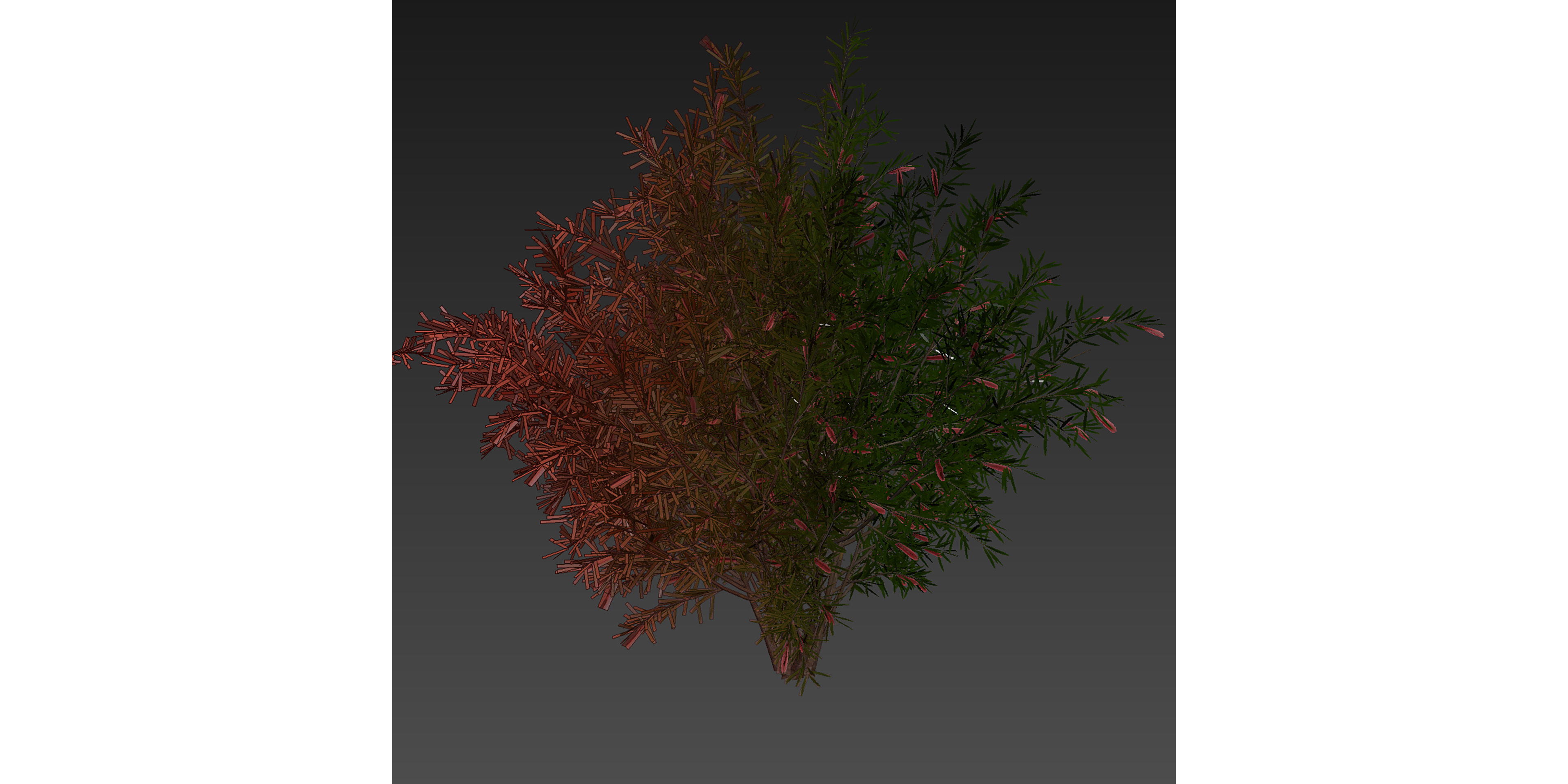 Collection plant vol 594 - Hakea - Francisian - Tree 3D model_6