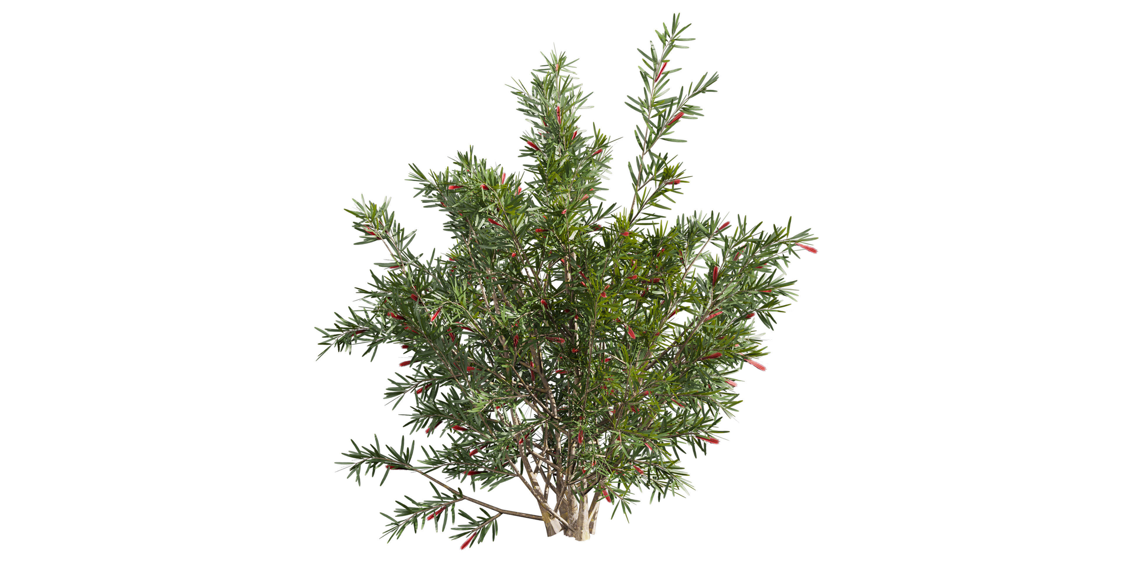 Collection plant vol 594 - Hakea - Francisian - Tree 3D model_5