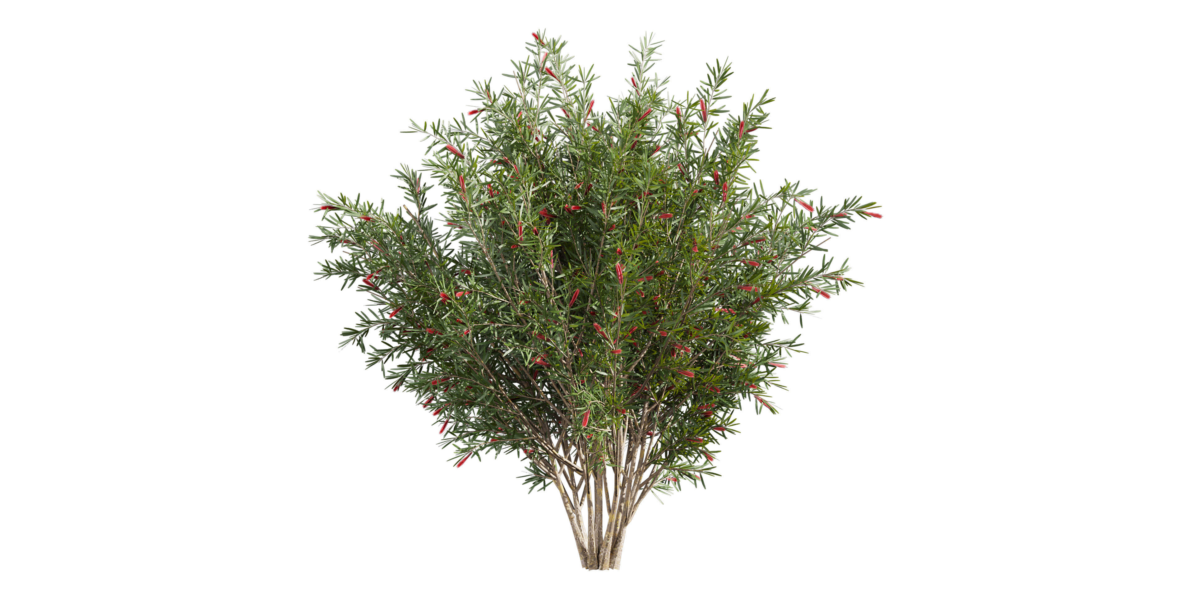 Collection plant vol 594 - Hakea - Francisian - Tree 3D model_1