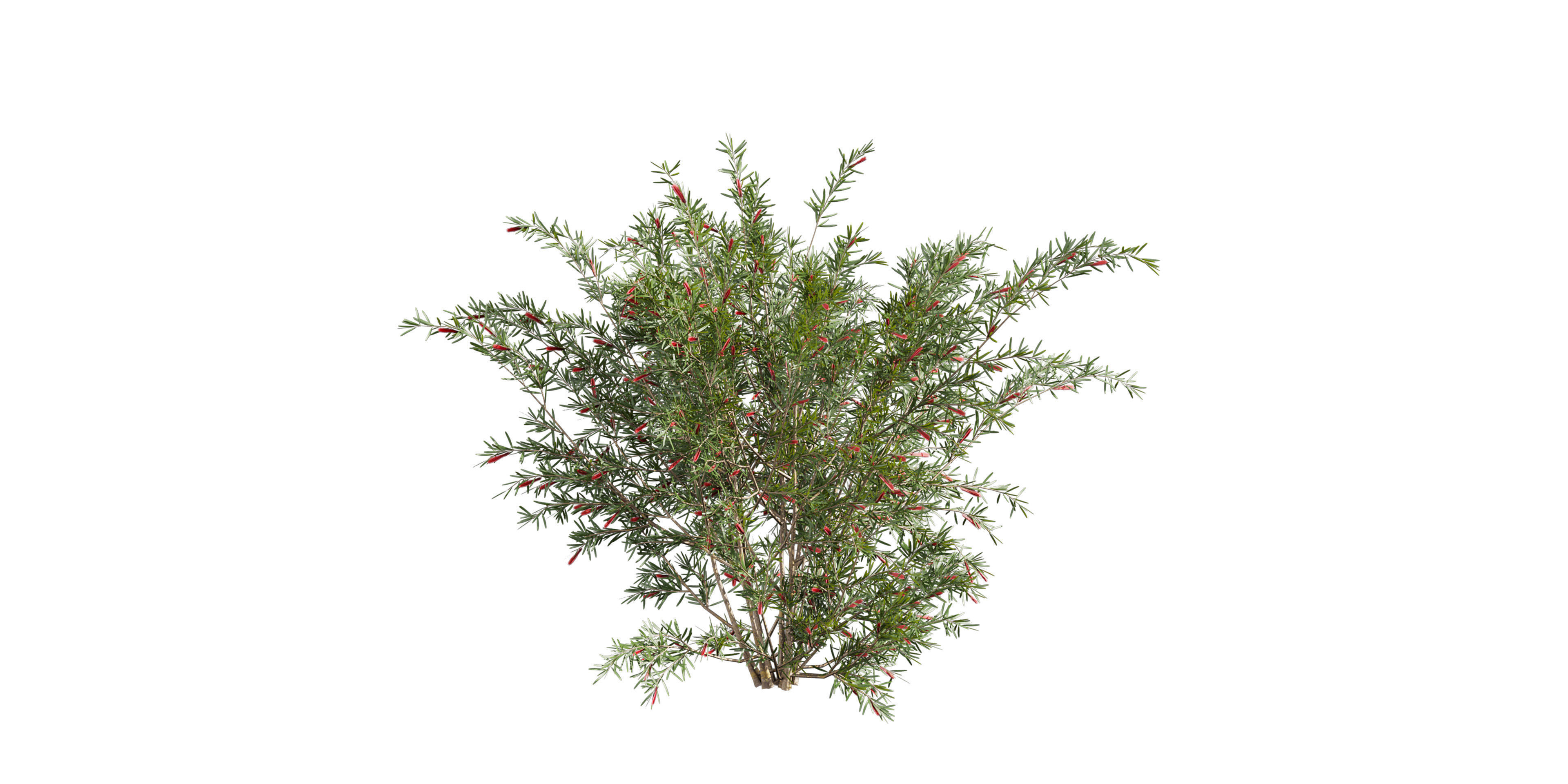 Collection plant vol 594 - Hakea - Francisian - Tree 3D model_4