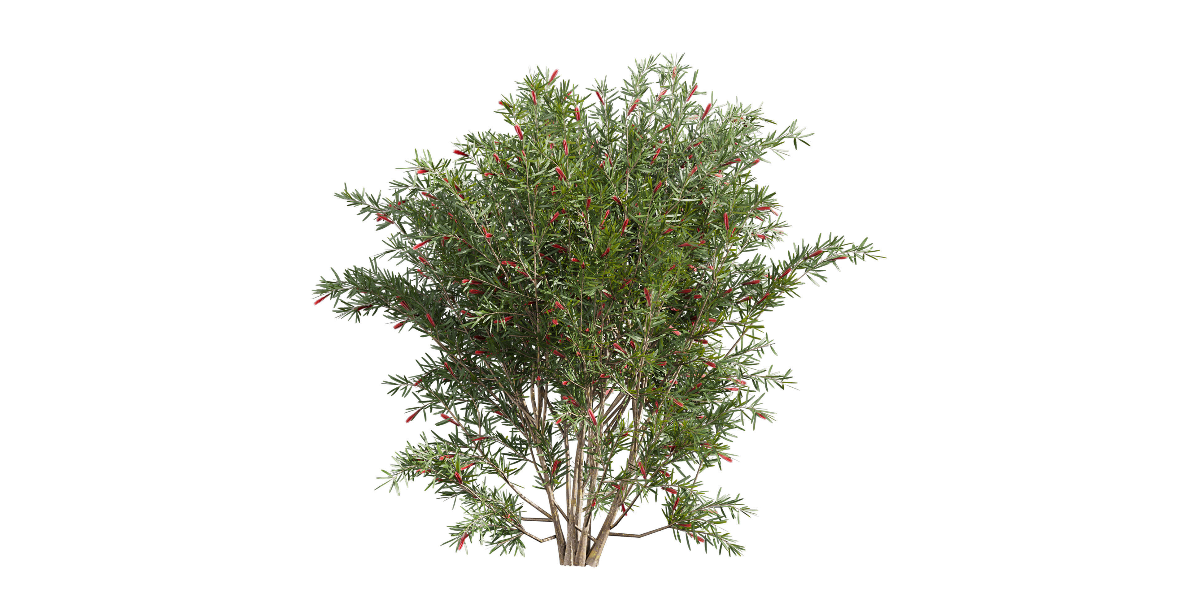 Collection plant vol 594 - Hakea - Francisian - Tree 3D model_2