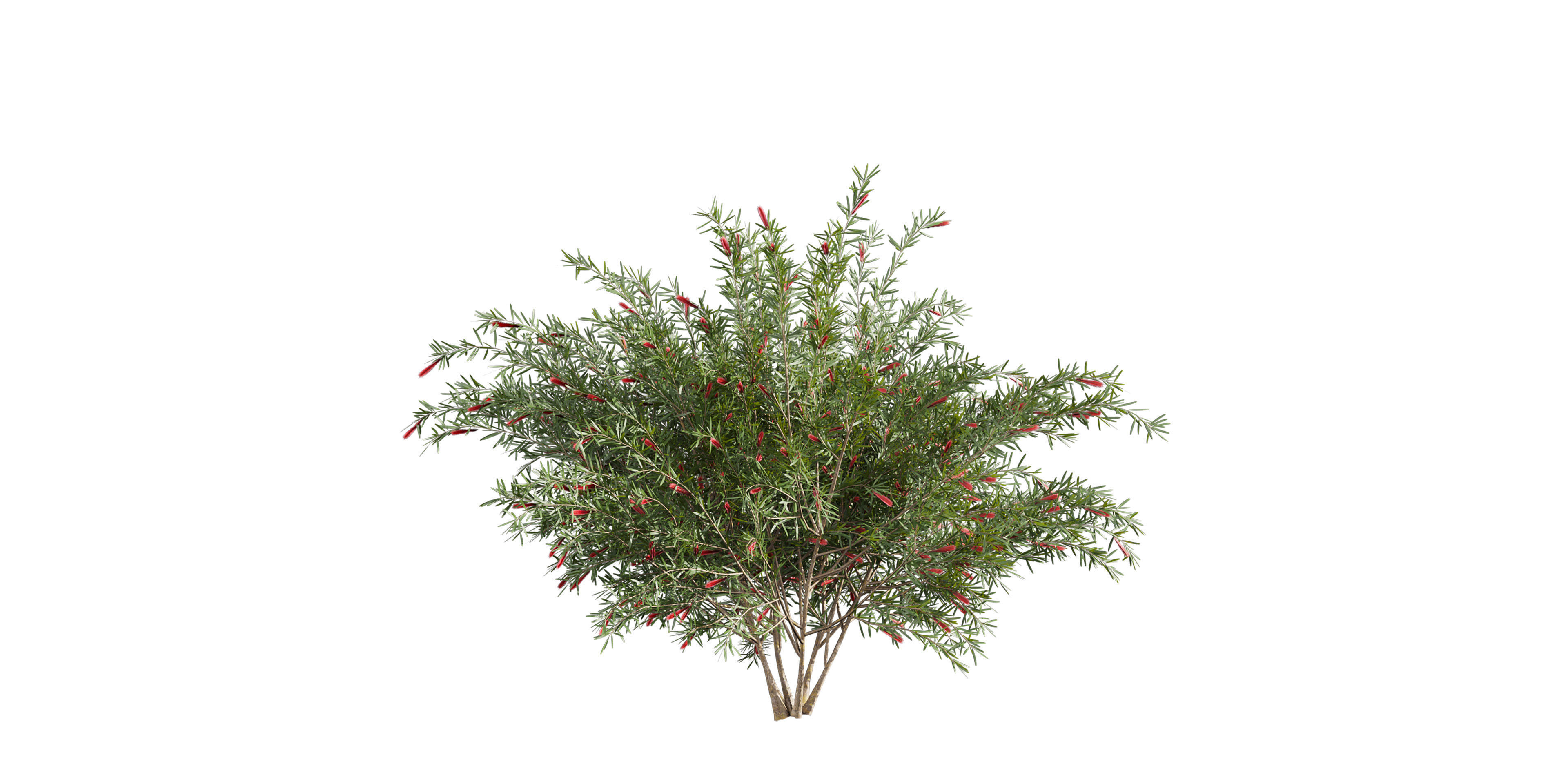 Collection plant vol 594 - Hakea - Francisian - Tree 3D model_3