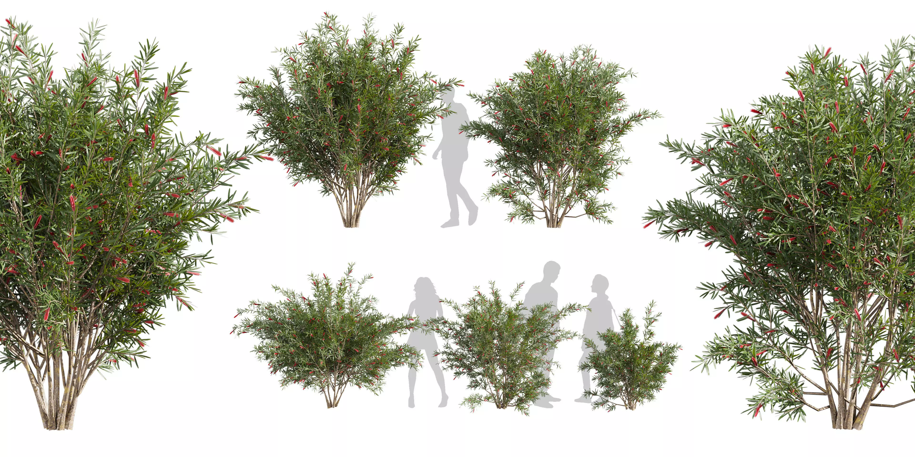 Collection plant vol 594 - Hakea - Francisian - Tree 3D model_0