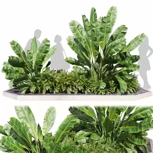 Collection plant vol 595 - banana - fern - garden