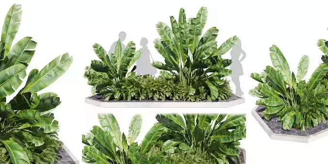 Collection plant vol 595 - banana - fern - garden