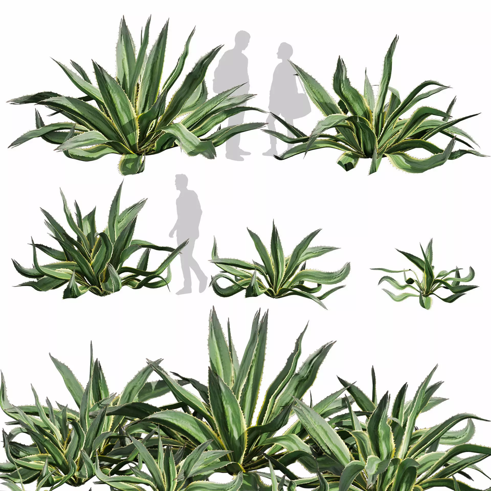 Collection plant vol 596 - Huge - Aloe - Vera - shurb 3D model