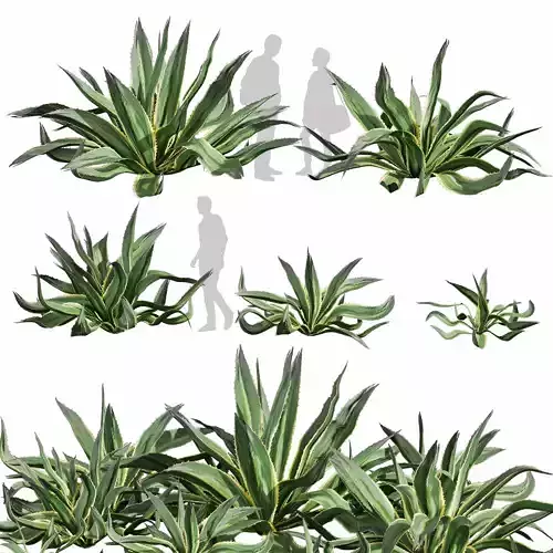 Collection plant vol 596 - Huge - Aloe - Vera - shurb 3D model