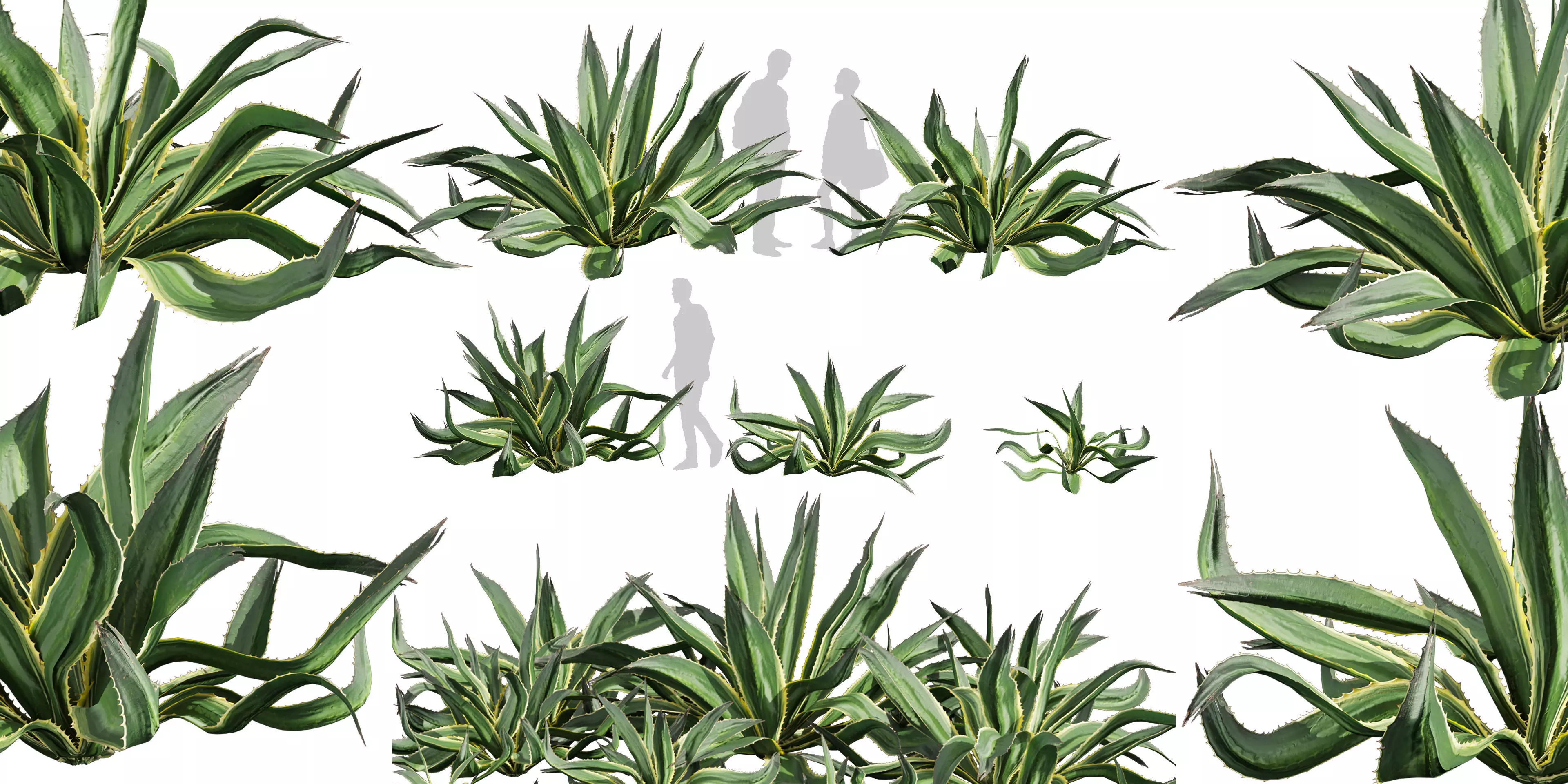 Collection plant vol 596 - Huge - Aloe - Vera - shurb 3D model