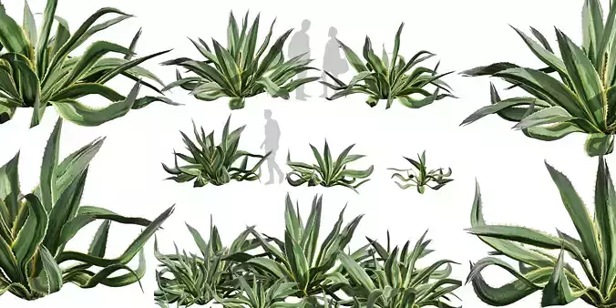 Collection plant vol 596 - Huge - Aloe - Vera - shurb
