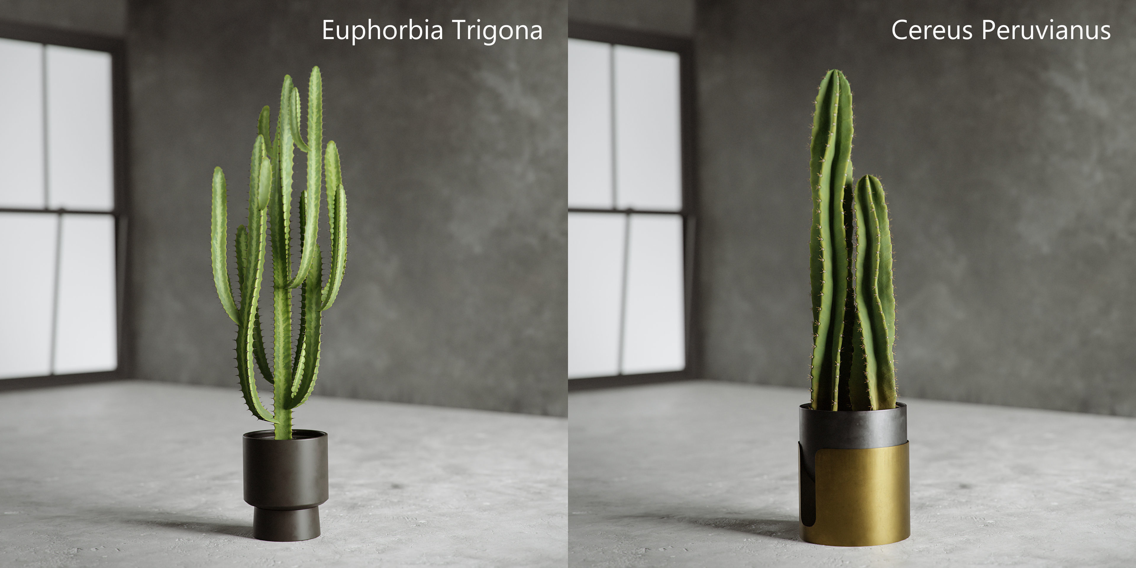 Plants Collection for Archviz 02 3D model_5