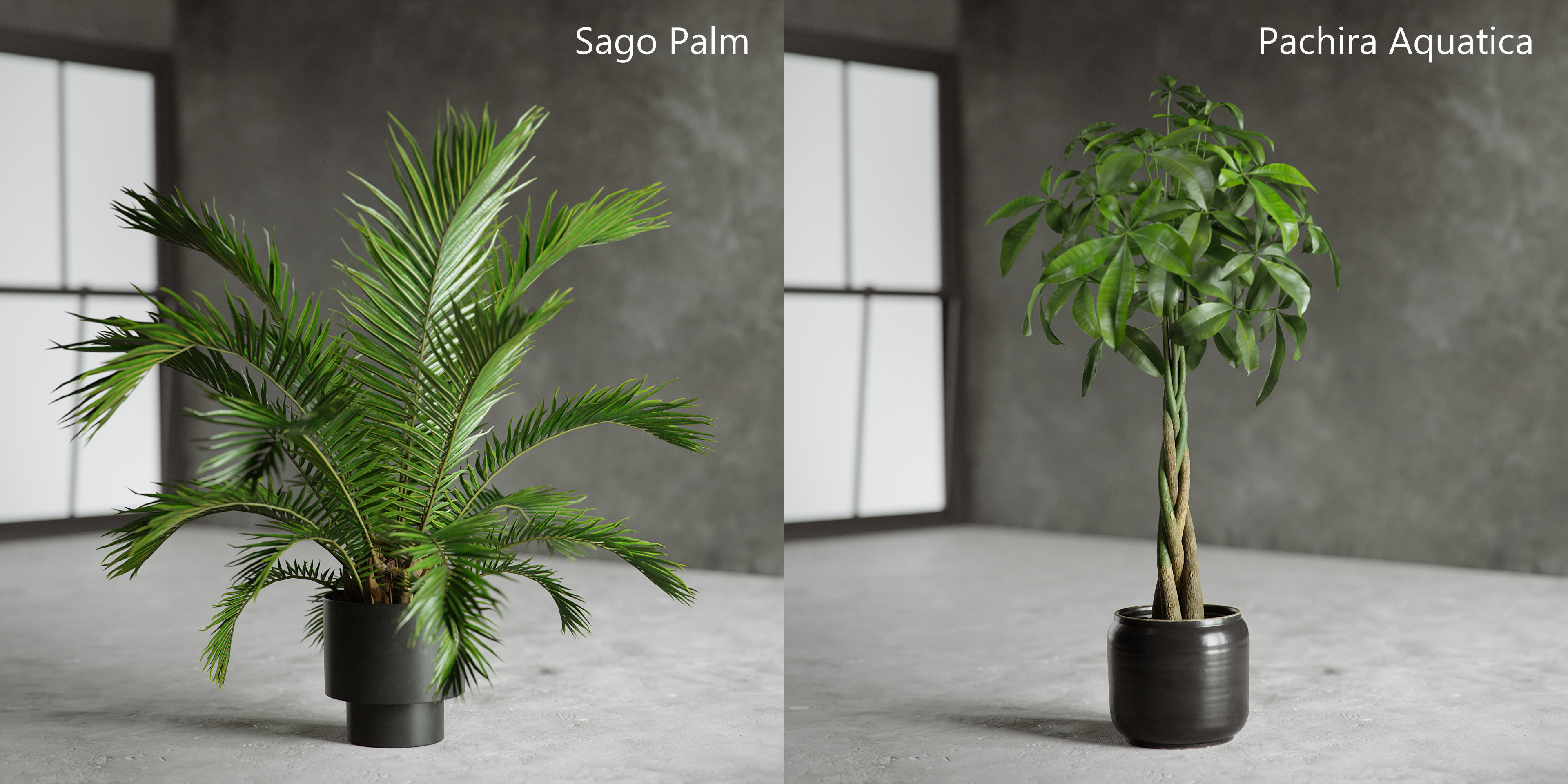 Plants Collection for Archviz 02 3D model_6