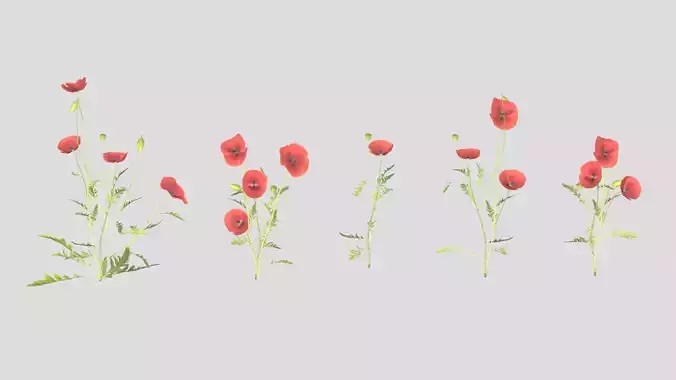  Poppy Flower Low Poly