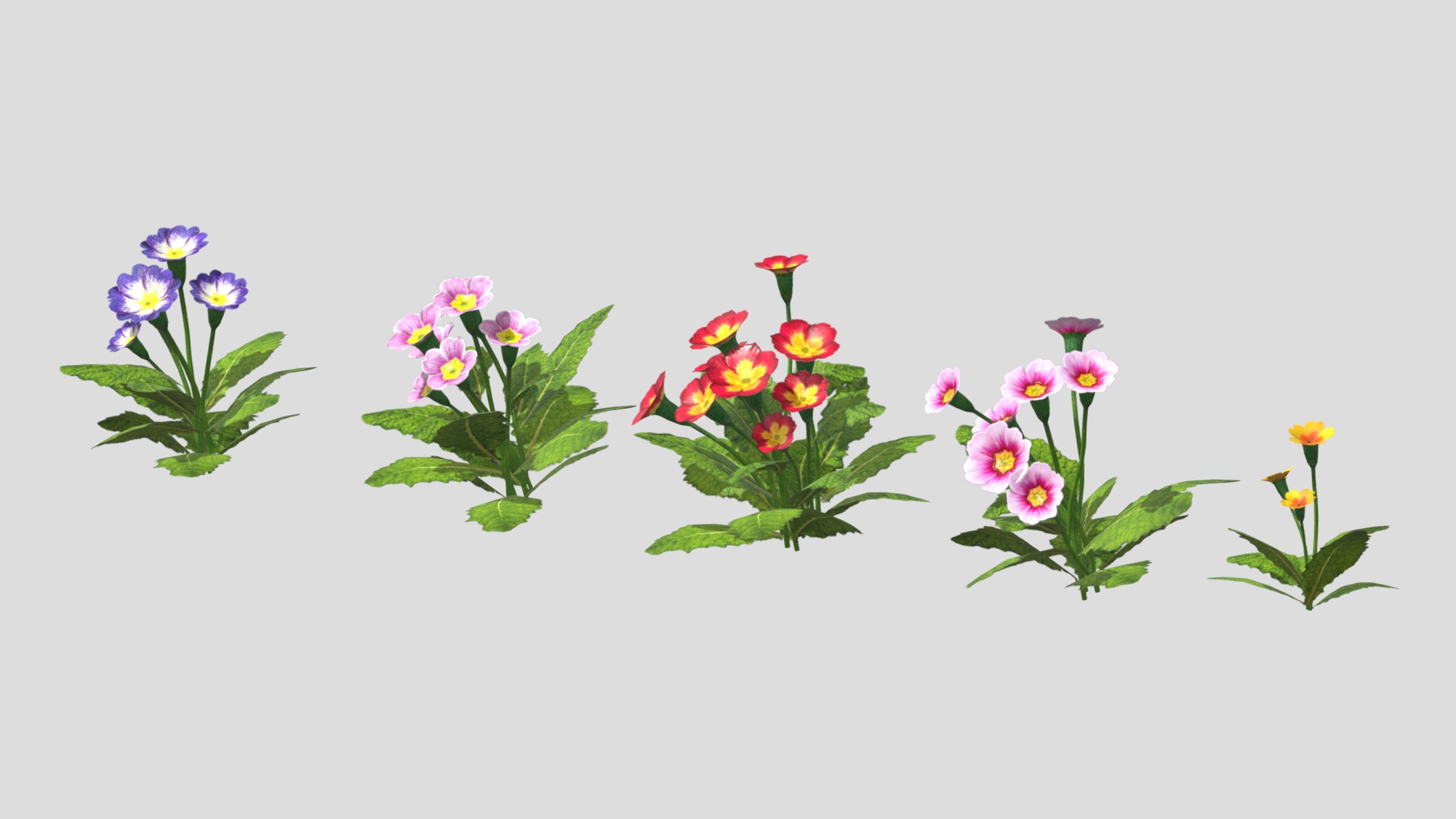 Primerose Flower Low Poly Low-poly 3D model_6