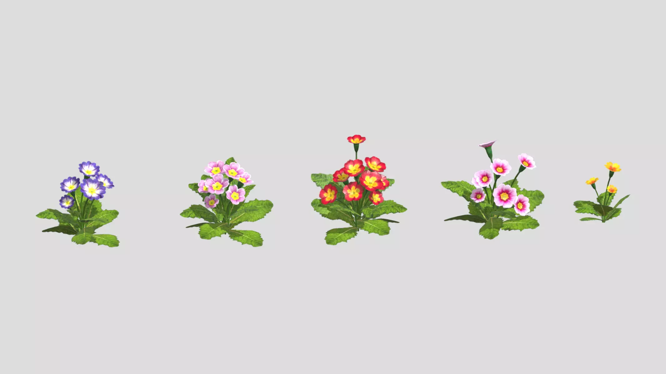 Primerose Flower Low Poly Low-poly 3D model_0