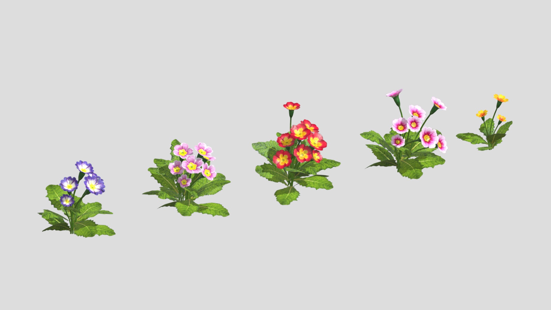 Primerose Flower Low Poly Low-poly 3D model_2