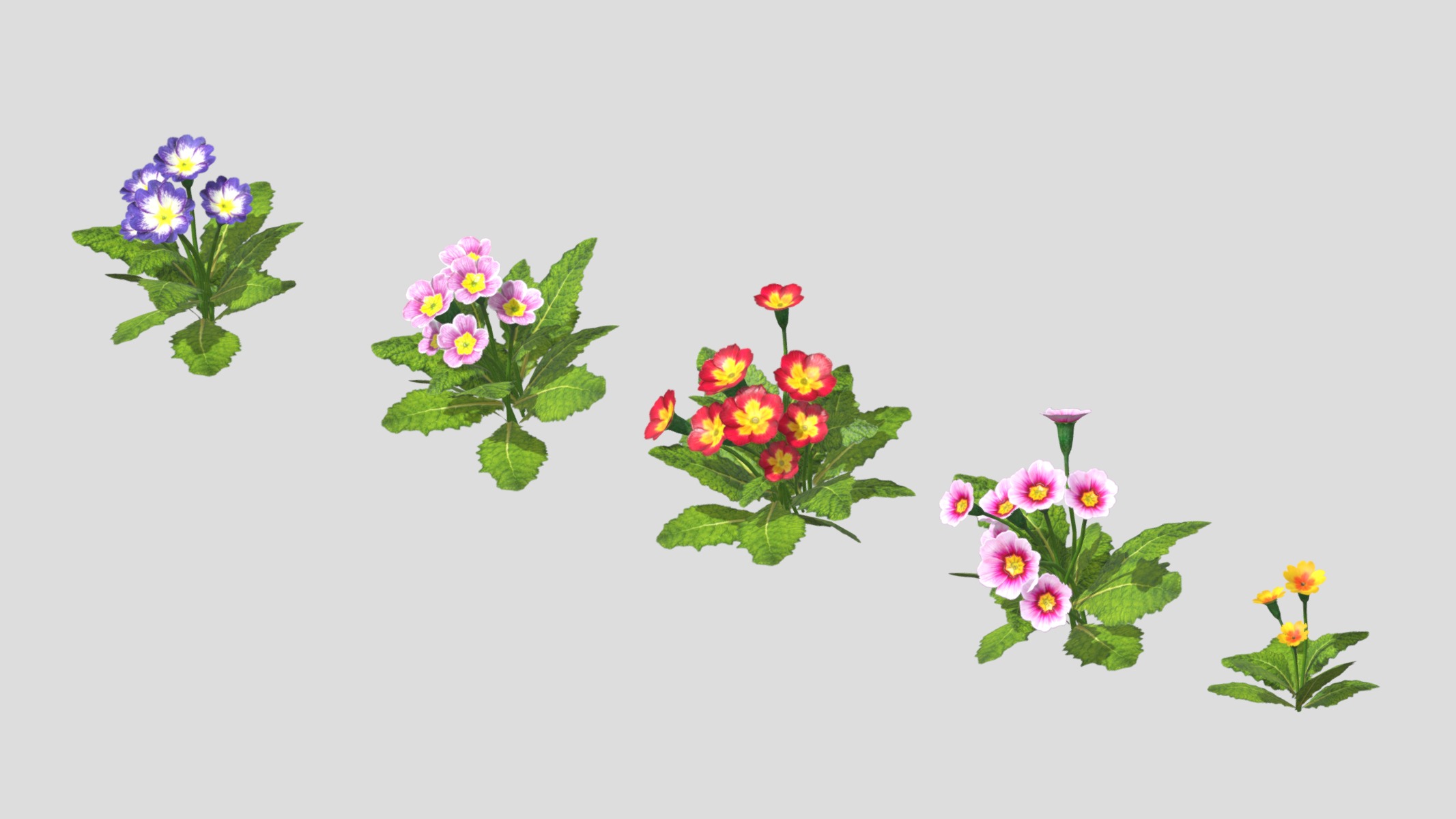 Primerose Flower Low Poly Low-poly 3D model_8