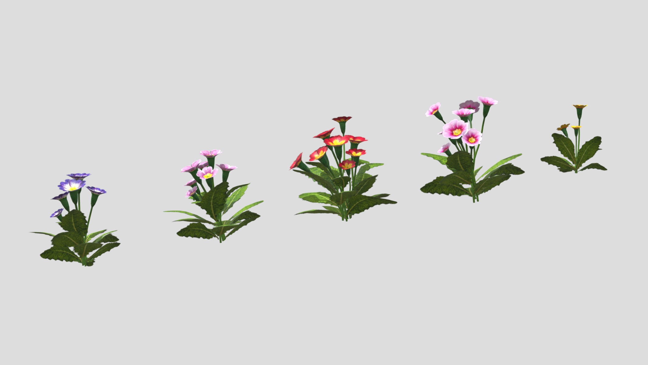 Primerose Flower Low Poly Low-poly 3D model_10