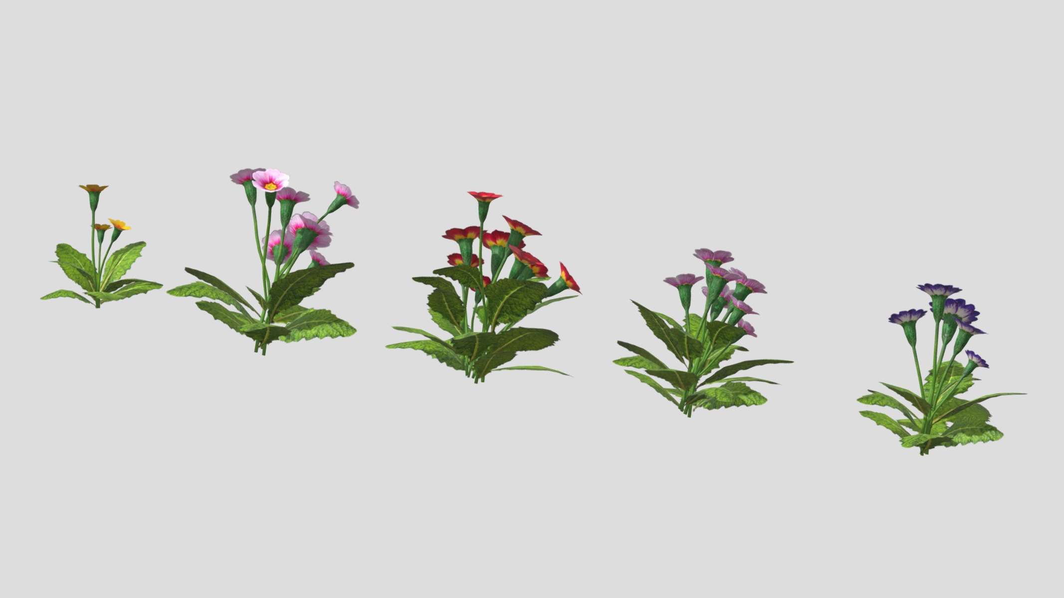 Primerose Flower Low Poly Low-poly 3D model_4