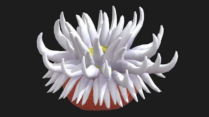 Anthozoa Coral Low Poly  Low Poly Low-poly 3D model