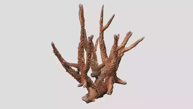 Staghorn Coral Low Poly Low-poly 3D model