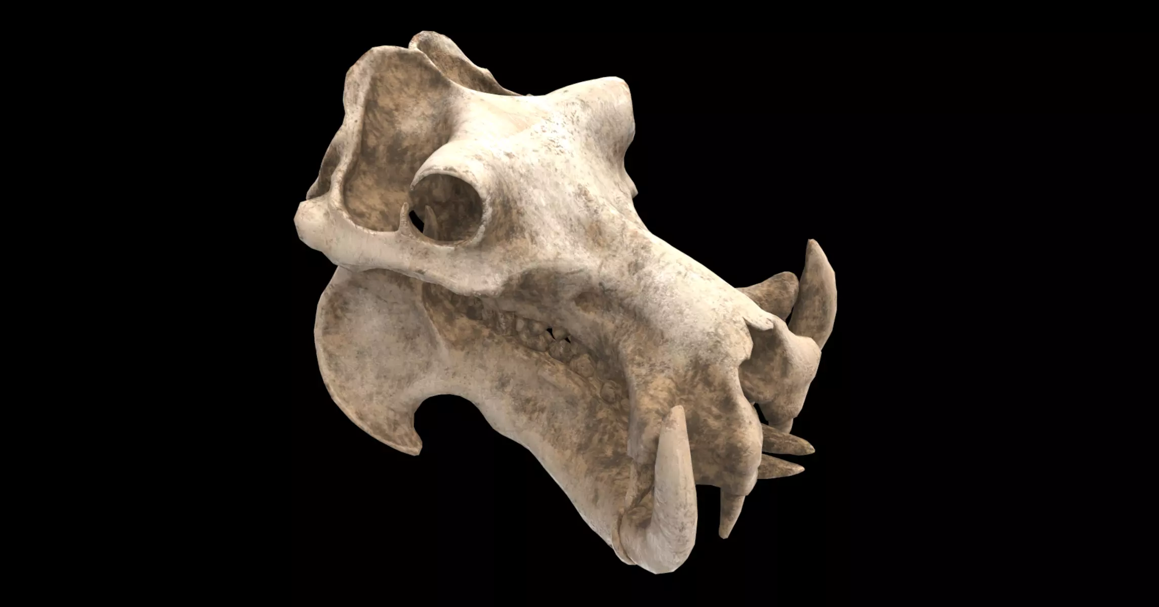 hippopotamus skull 3D model