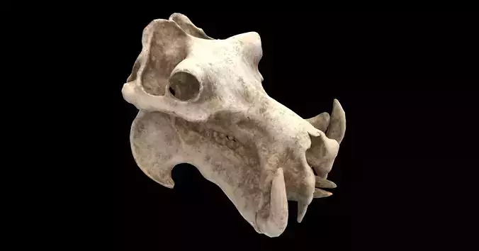 hippopotamus skull