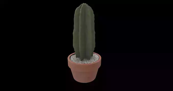 plant cactus 02