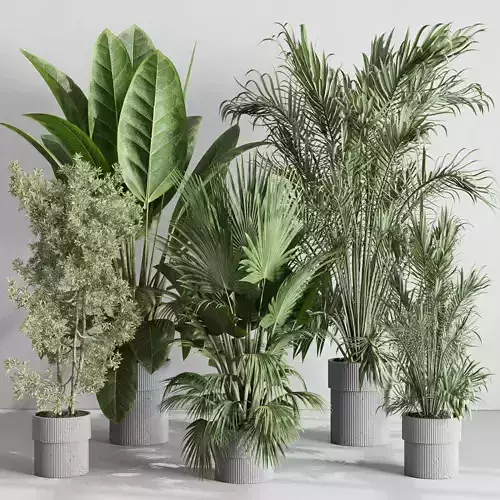Tree plant palm in concrete vase - indoor plant set 533