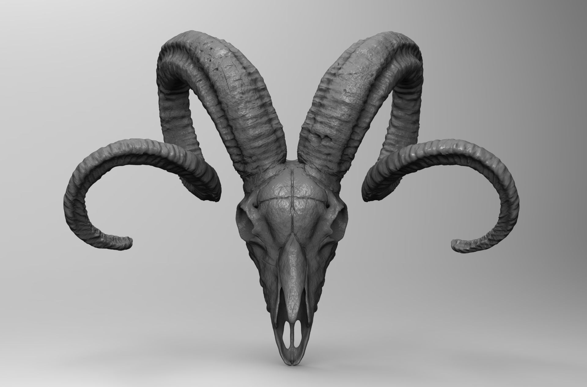 CRANEO CARNERO IMPRESION 3D - RAM SKULL 3D PRINTING 3D print model_2