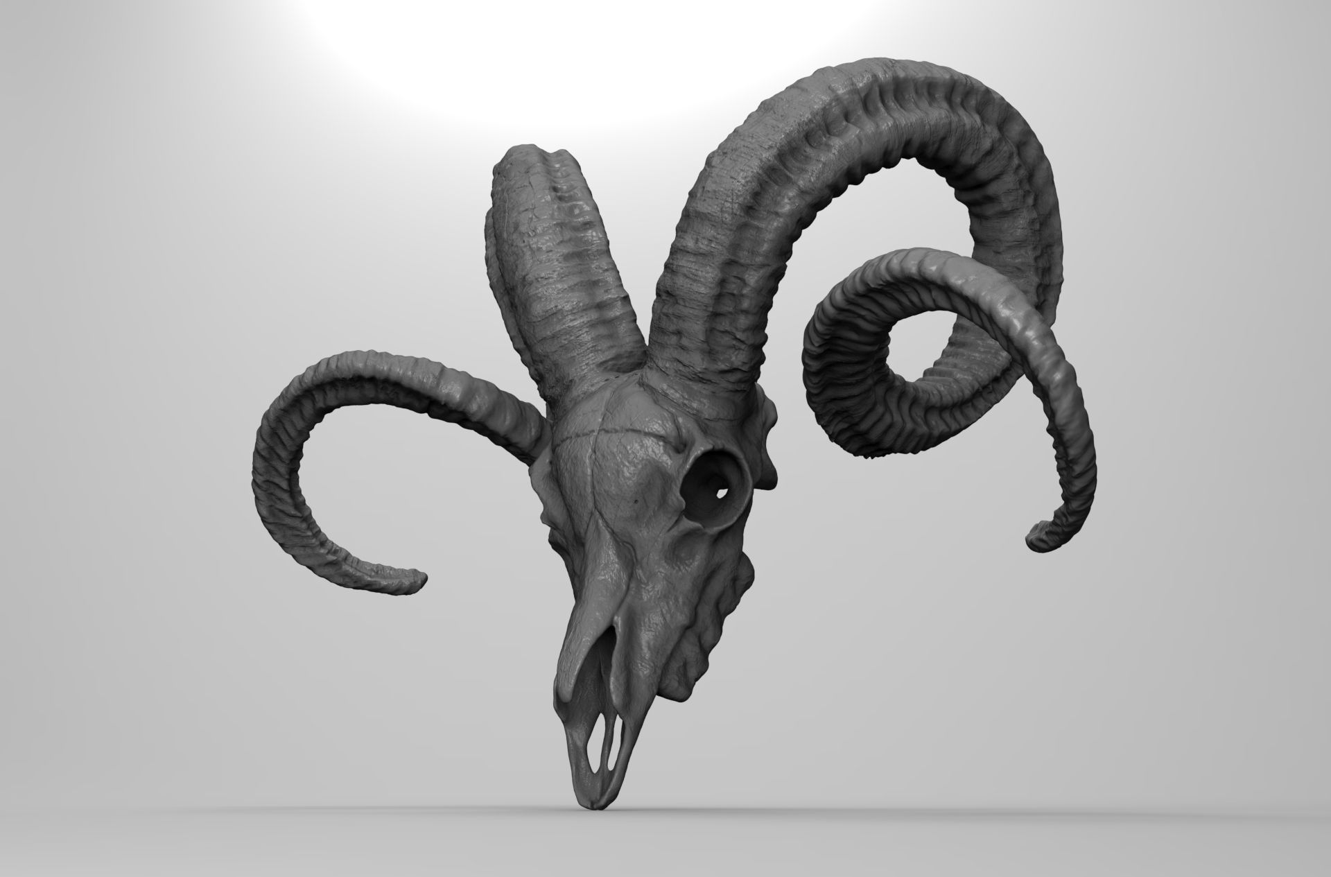 CRANEO CARNERO IMPRESION 3D - RAM SKULL 3D PRINTING 3D print model_4