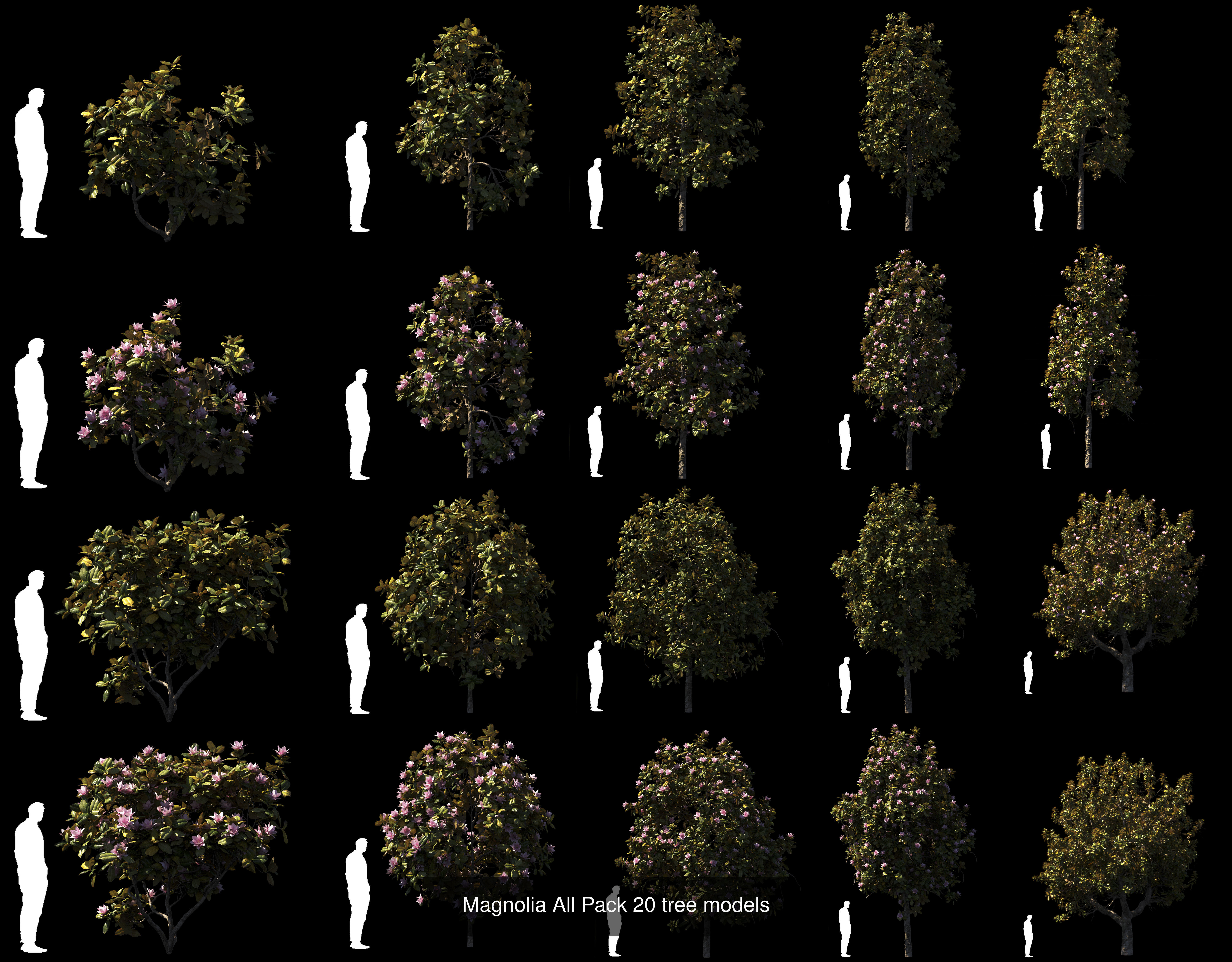Olive trees plus Magnolia pack 3D Model Collection_2
