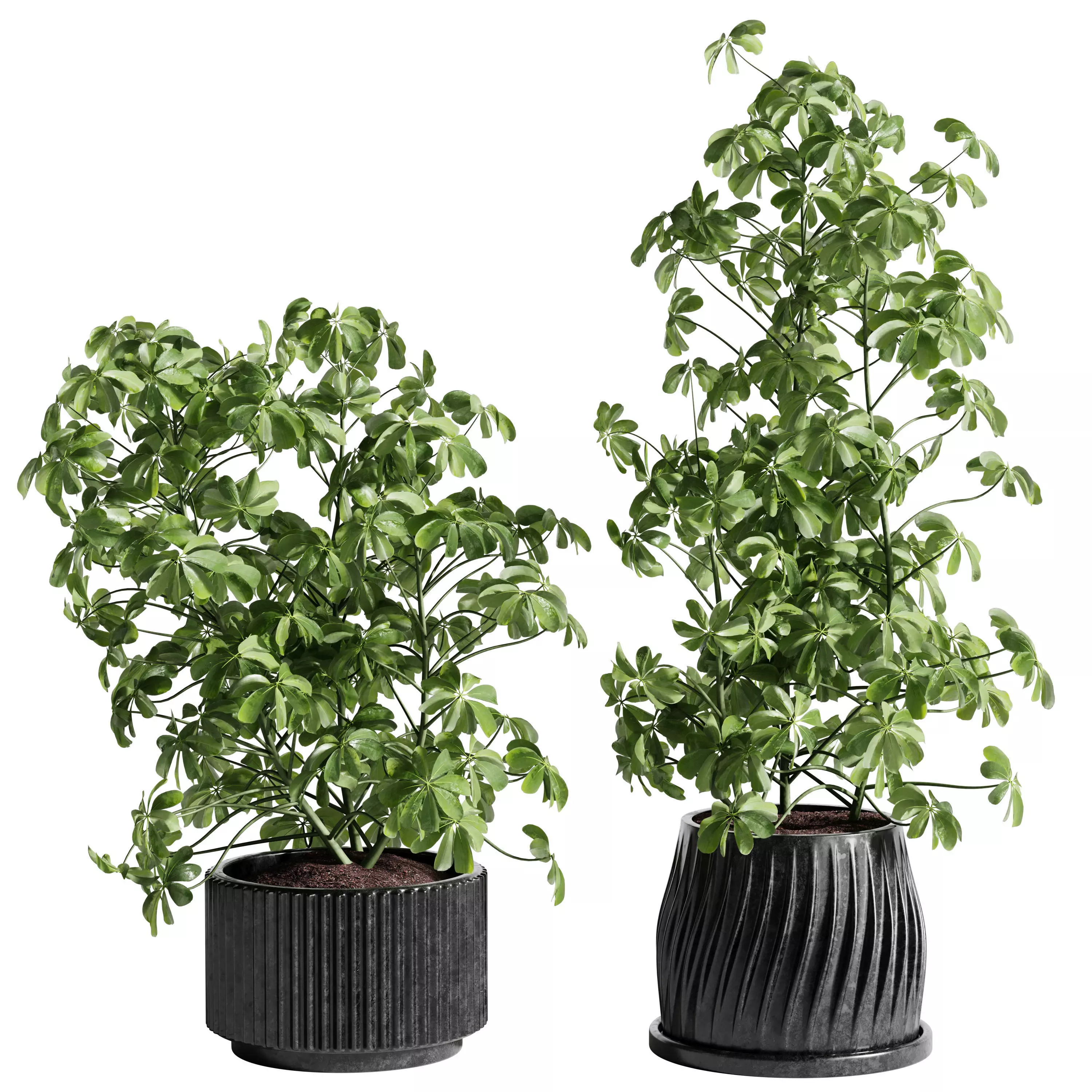 Indoor Plant 26 - Schefflera 3D model